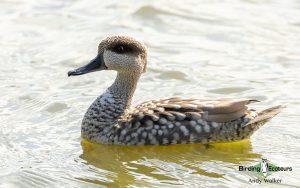 Spain birding tours
