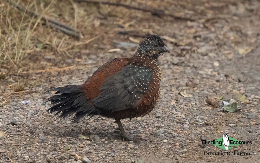 Northern India trip report
