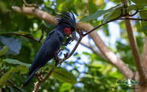 New Guinea birding tours