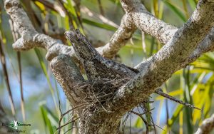 New Guinea birding tours