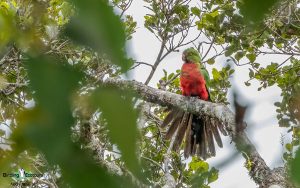 New Guinea birding tours