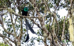 New Guinea birding tours