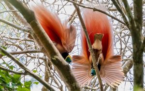 New Guinea birding tours