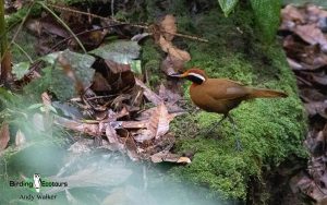 Malaysia Birding Tours