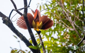 New Guinea birding tours