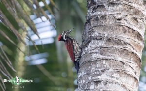 Sri Lanka Trip Report