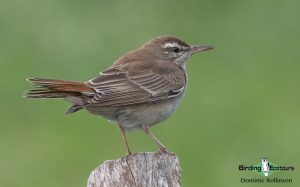 Spain birding tours