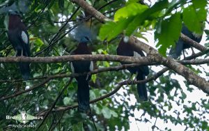 New Guinea birding tours