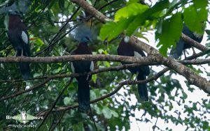New Guinea birding tours
