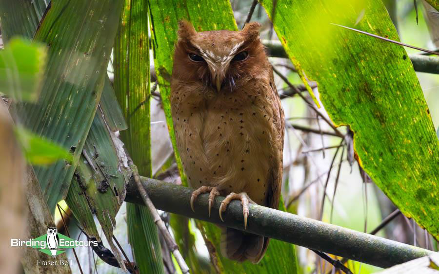 Sri Lanka Trip Report