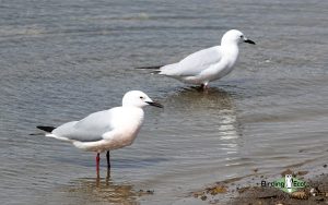 Spain birding tours