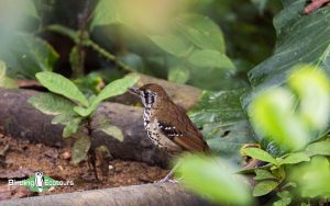 Sri Lanka Trip Report