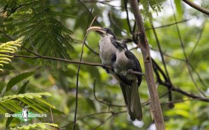 Sri Lanka Trip Report