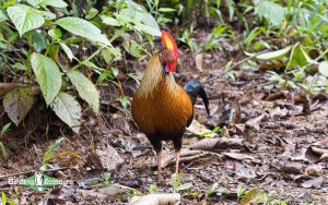 Sri Lanka Trip Report