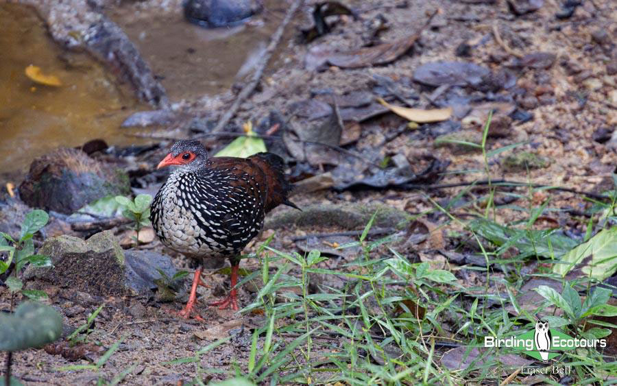 Sri Lanka Trip Report