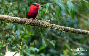 New Guinea birding tours