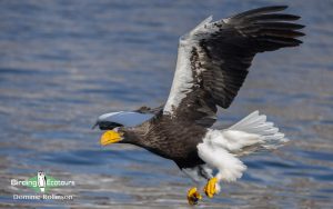 Japan Winter Birds