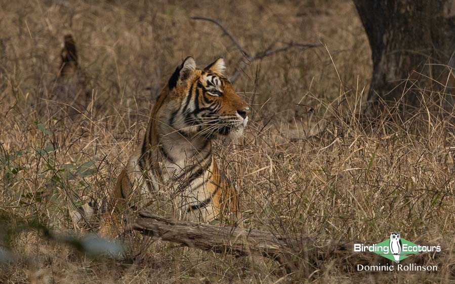 Northern India trip report