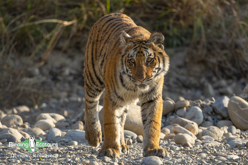 Northern India trip report