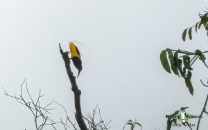 New Guinea birding tours