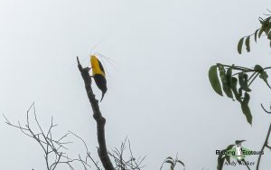 New Guinea birding tours