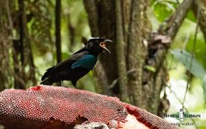 New Guinea birding tours