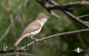 Spain birding tours