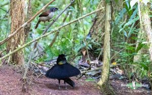 New Guinea birding tours