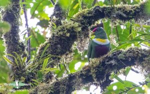 New Guinea birding tours