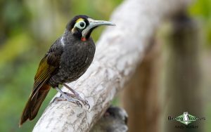New Guinea birding tours
