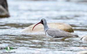Chinese birding tours