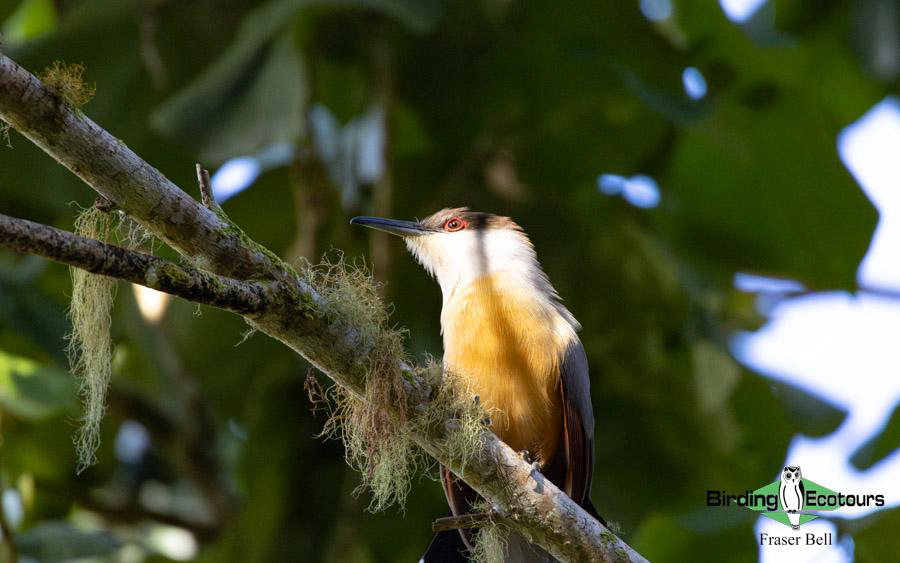 Jamaica birding tours