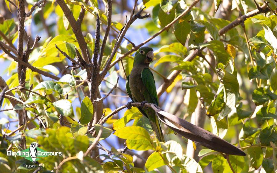 Jamaica birding tours