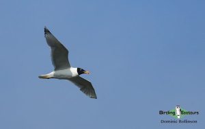 Georgia birding tours