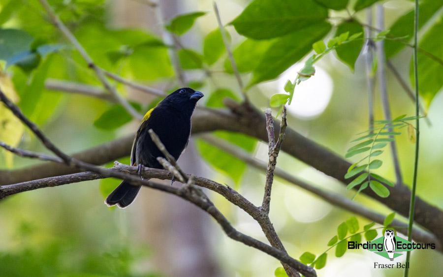 Jamaica birding tours