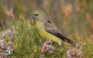 Budget Cape Town birding