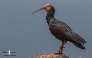 Limpopo birding tour